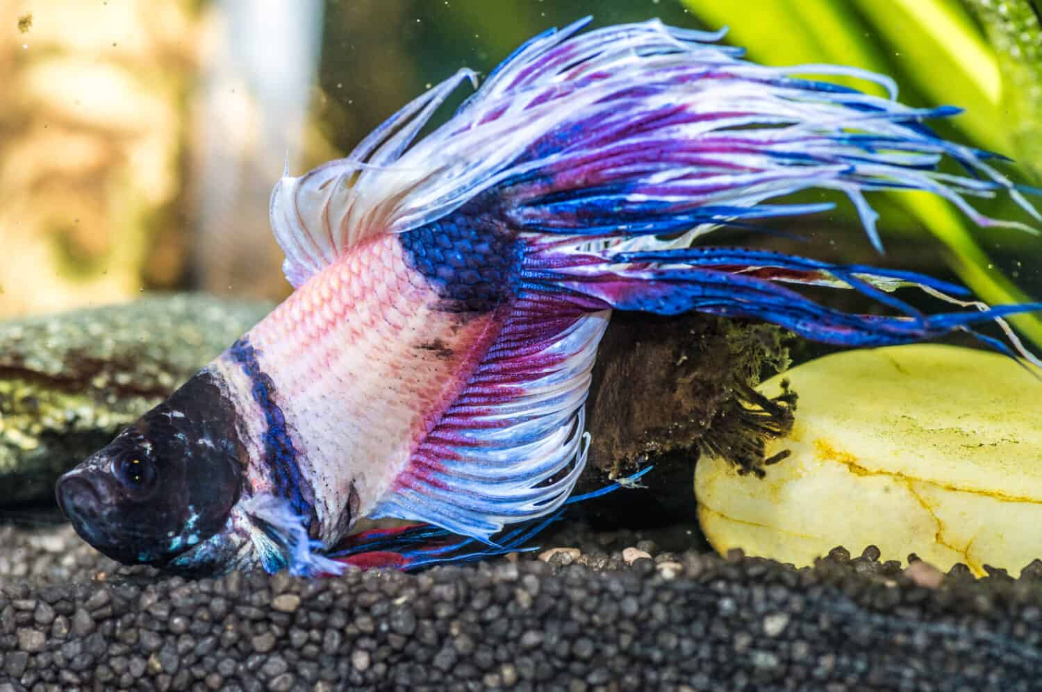 A closeup shot of sick betta fish in an aquarium