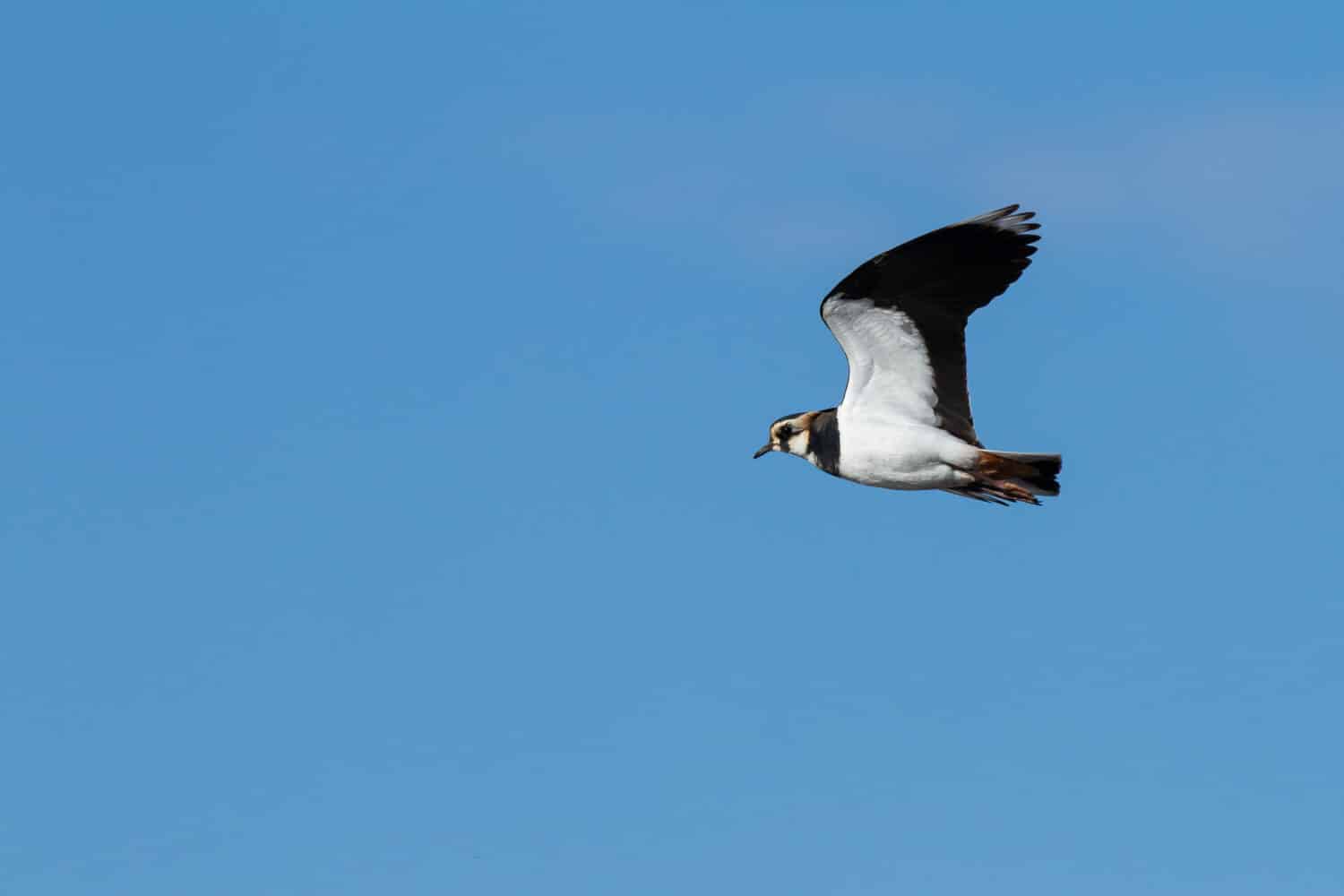 A selective focus shot of a Northern lapwing or Vanellus vanellus bird flying under the blue sky
