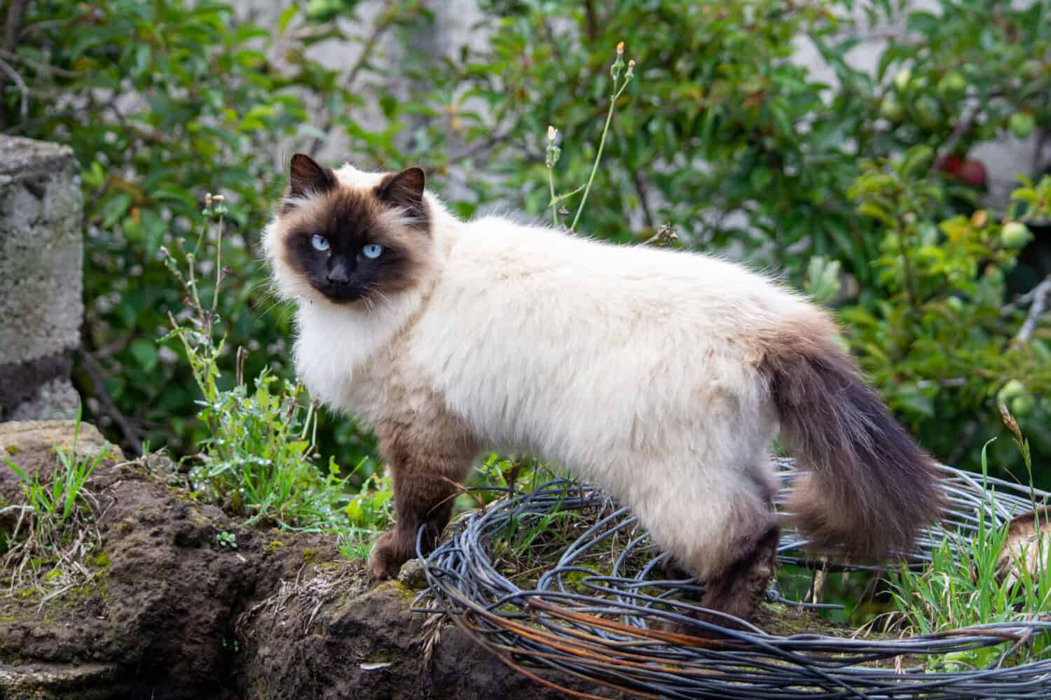 beautiful himalayan cat in the field