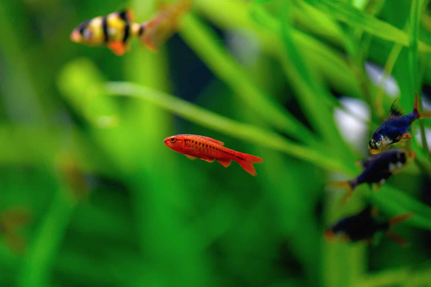 Cherry Barbus fish swims in an aquarium. (Puntius titteya, Barbus Titteya)