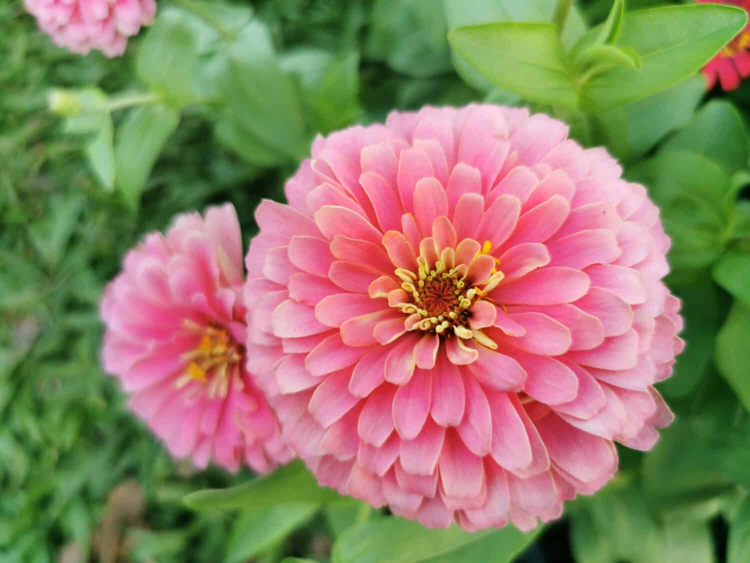Zinnia​ is​ herbaceous​ plant​ with​ flowers​ in​ many​ color​s​ such​ as​ red​, pink, white, orange, purple​ Zinnia​ flower​s​ are​ dried​ and​ ground​ into​ a​ power​ for​ making​ tea​