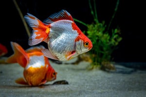 The 10 Best Tank Mates to Pair with Goldfish Picture