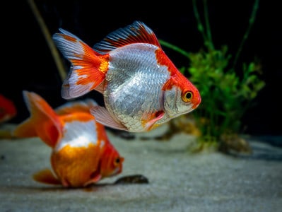 A The 10 Best Tank Mates to Pair With Goldfish