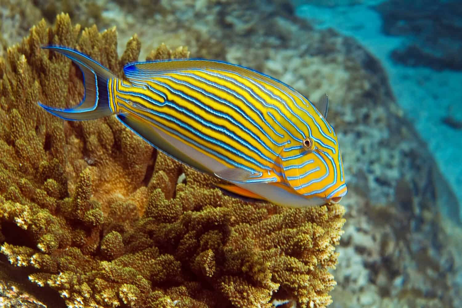 Lined surgeonfish. Bright yellow fish with blue stripes swims over the hard coral. Seychelles.