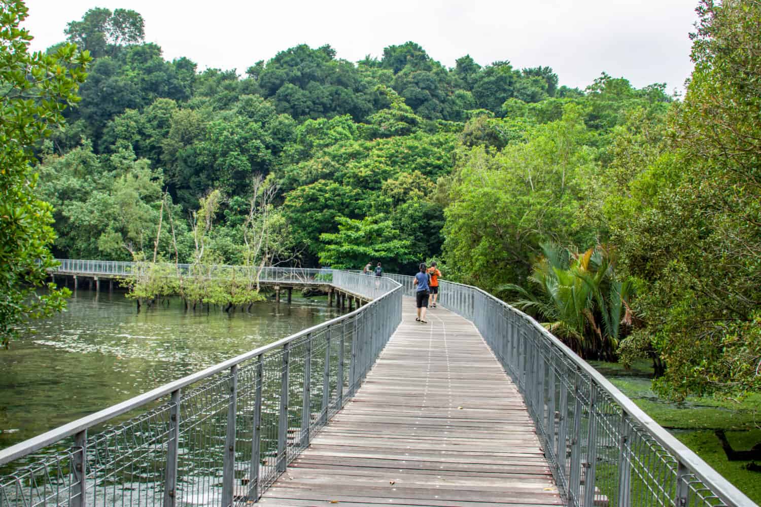 the  boardwalk, rock beach and red mangrove in Chek Jawa wetland.It is a cape and the name of its 100-hectare wetlands located on the south-eastern tip of Pulau Ubin island Singapore. 