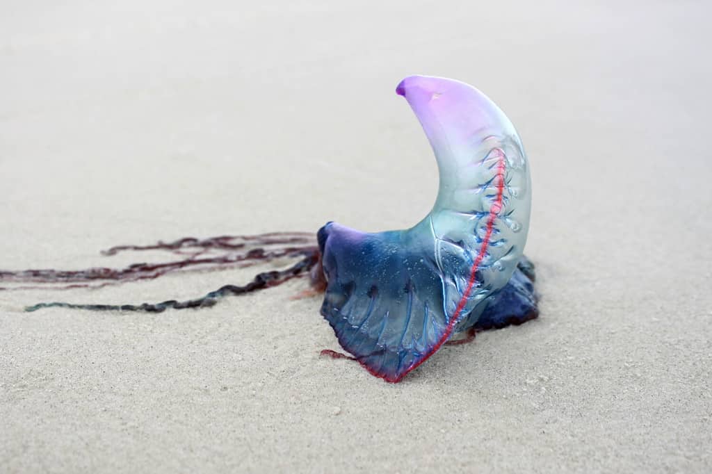 Portuguese man-o’-war jellyfish on the beach sand