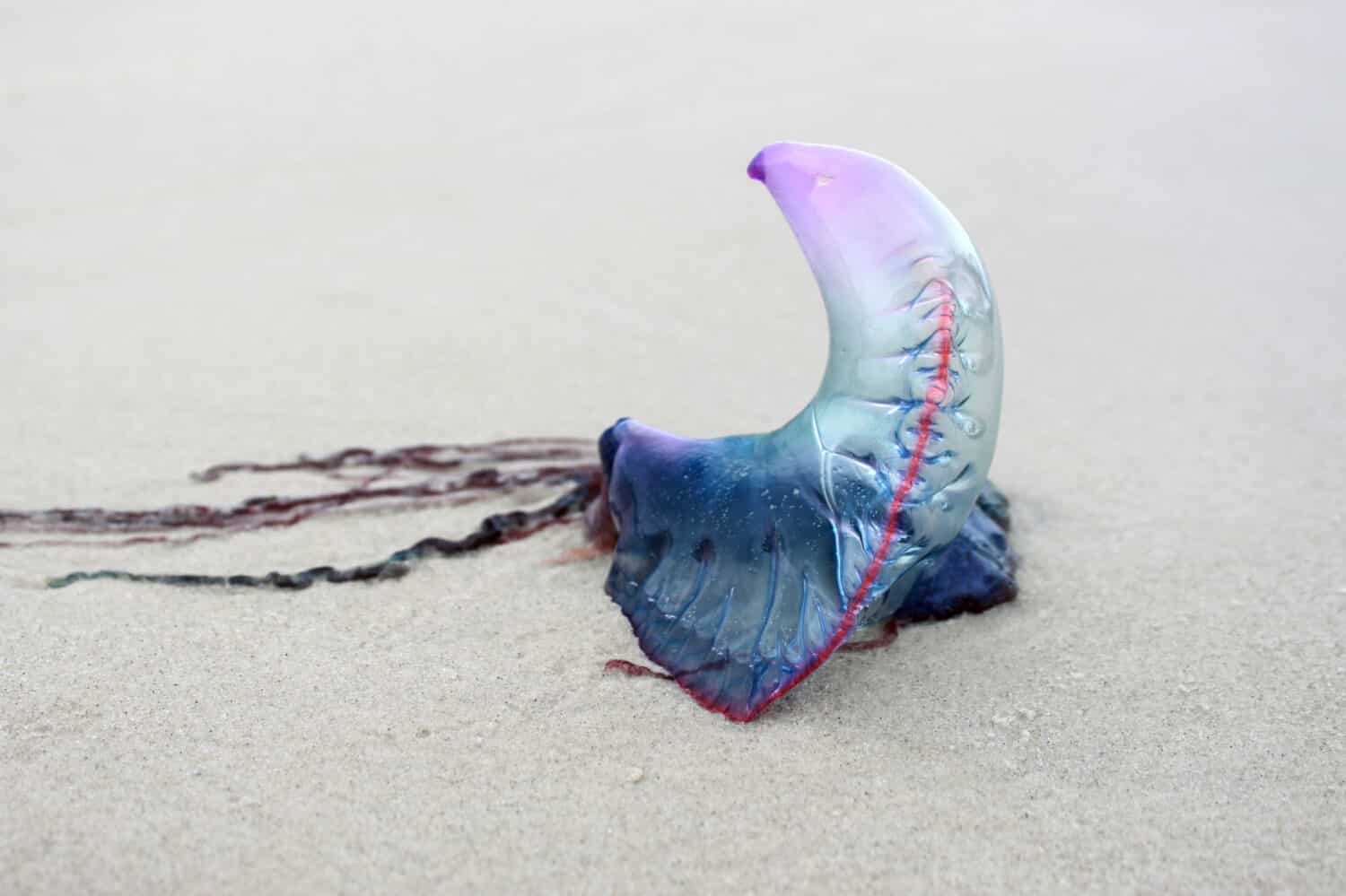 Portuguese man-o’-war jellyfish on the beach sand