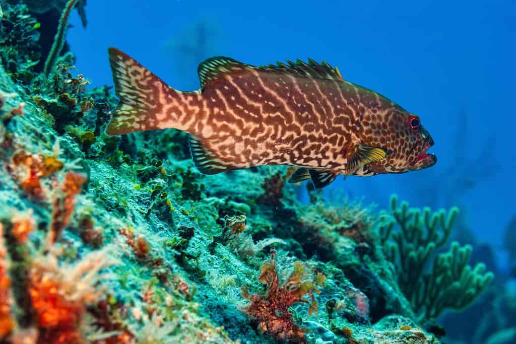 Side view of a Tiger Grouper swimming over coral