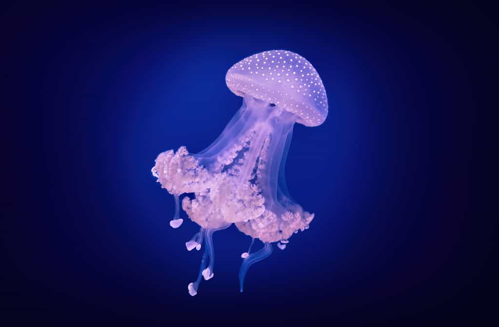 Spotted Jellyfish Phyllorhiza Punctata Floating Bell