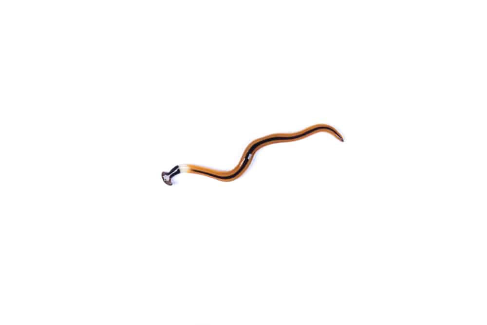 Hookworm on a white background