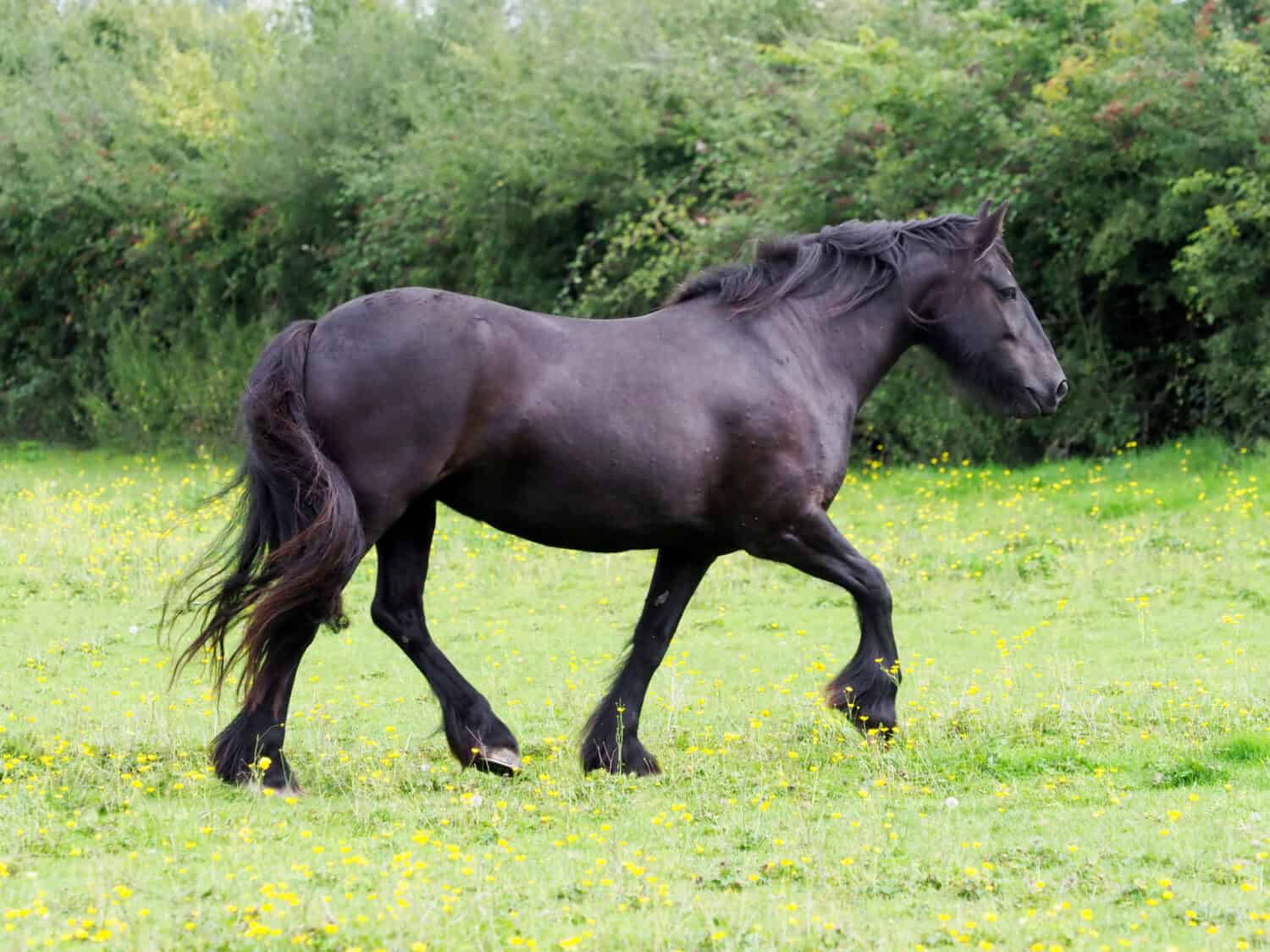 A rare breed Dales pony trots through a summer paddock.