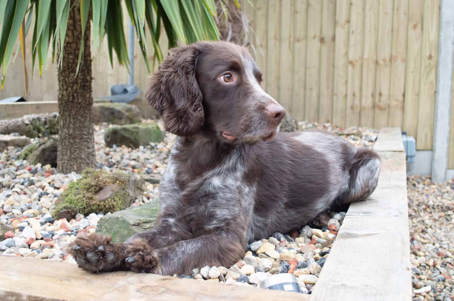 Chocolate roan Cocker Spaniel called Ted