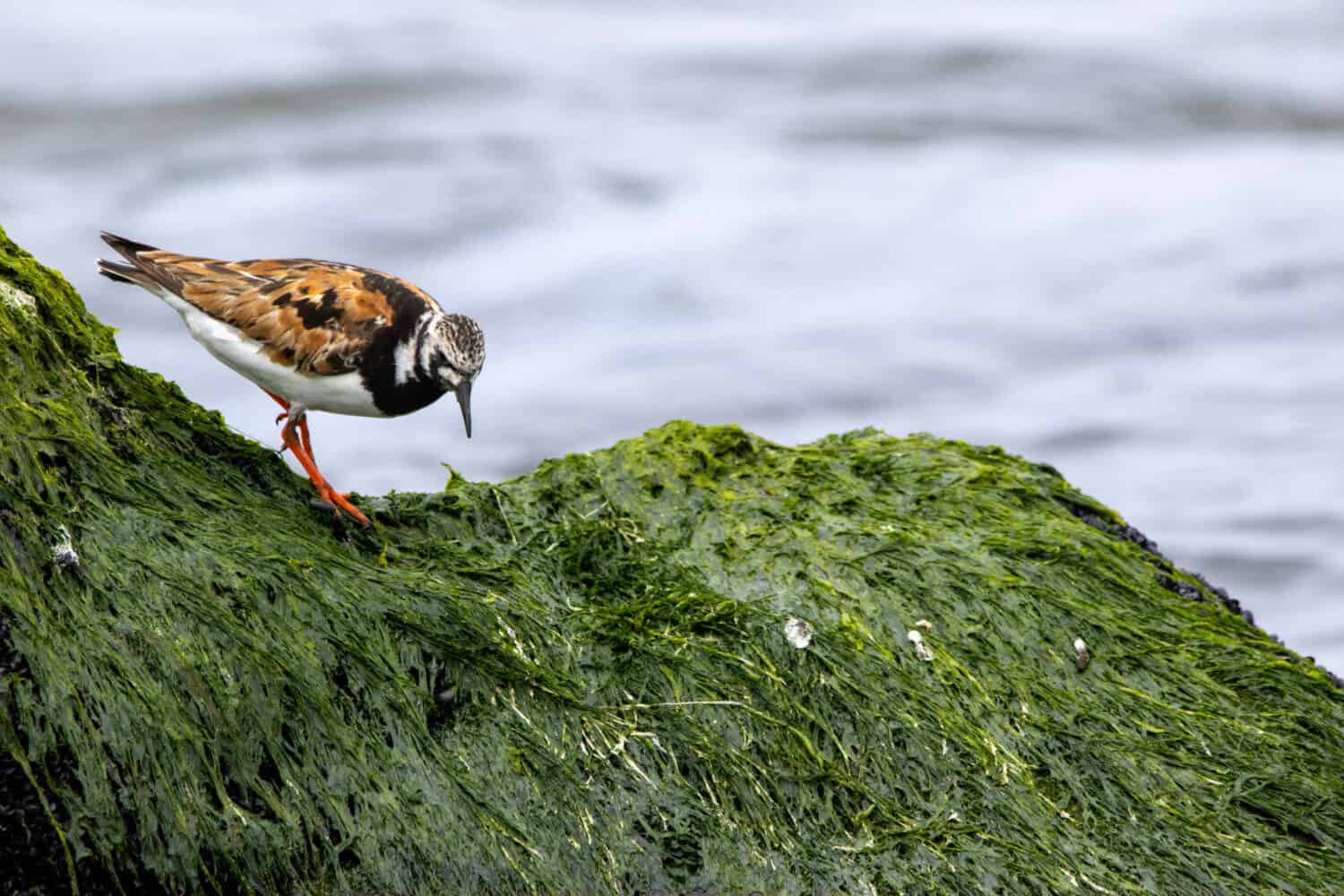 A ruddy turnstone standing on a rock at the shore.