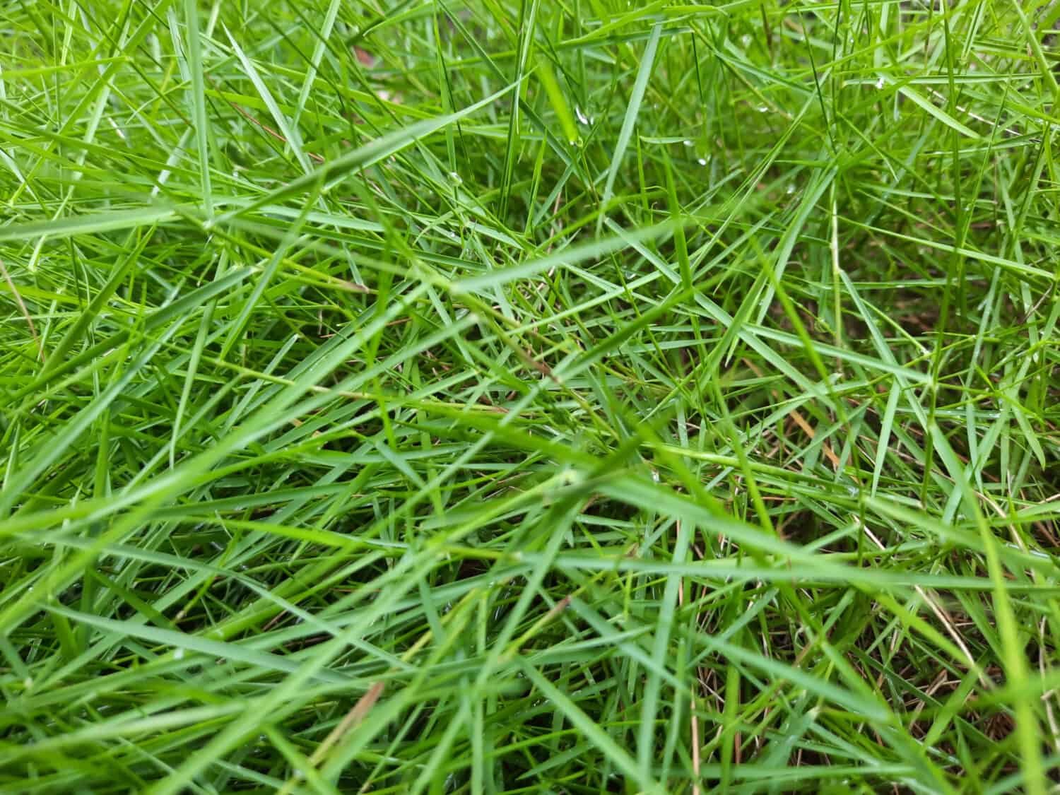 Agrostis stolonifera (creeping bent grass, creeping bent, fiorin, spreading bent, carpet bentgrass, rumput peking)