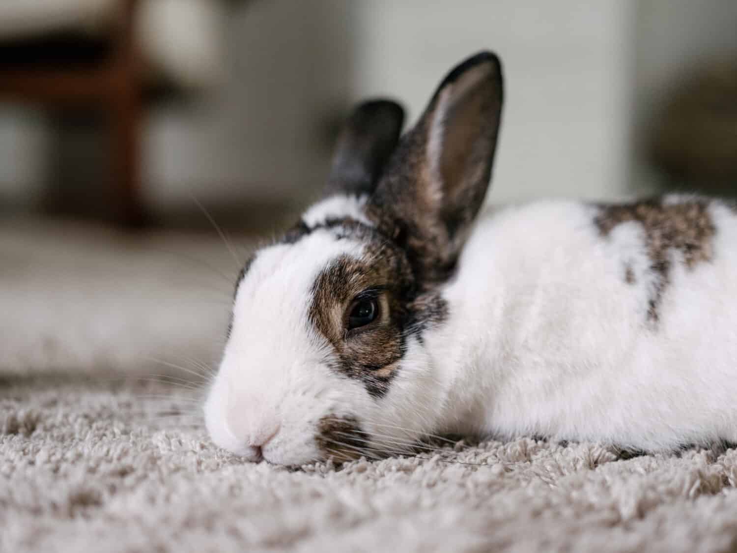 A closeup of a cute bunny laying on the ground