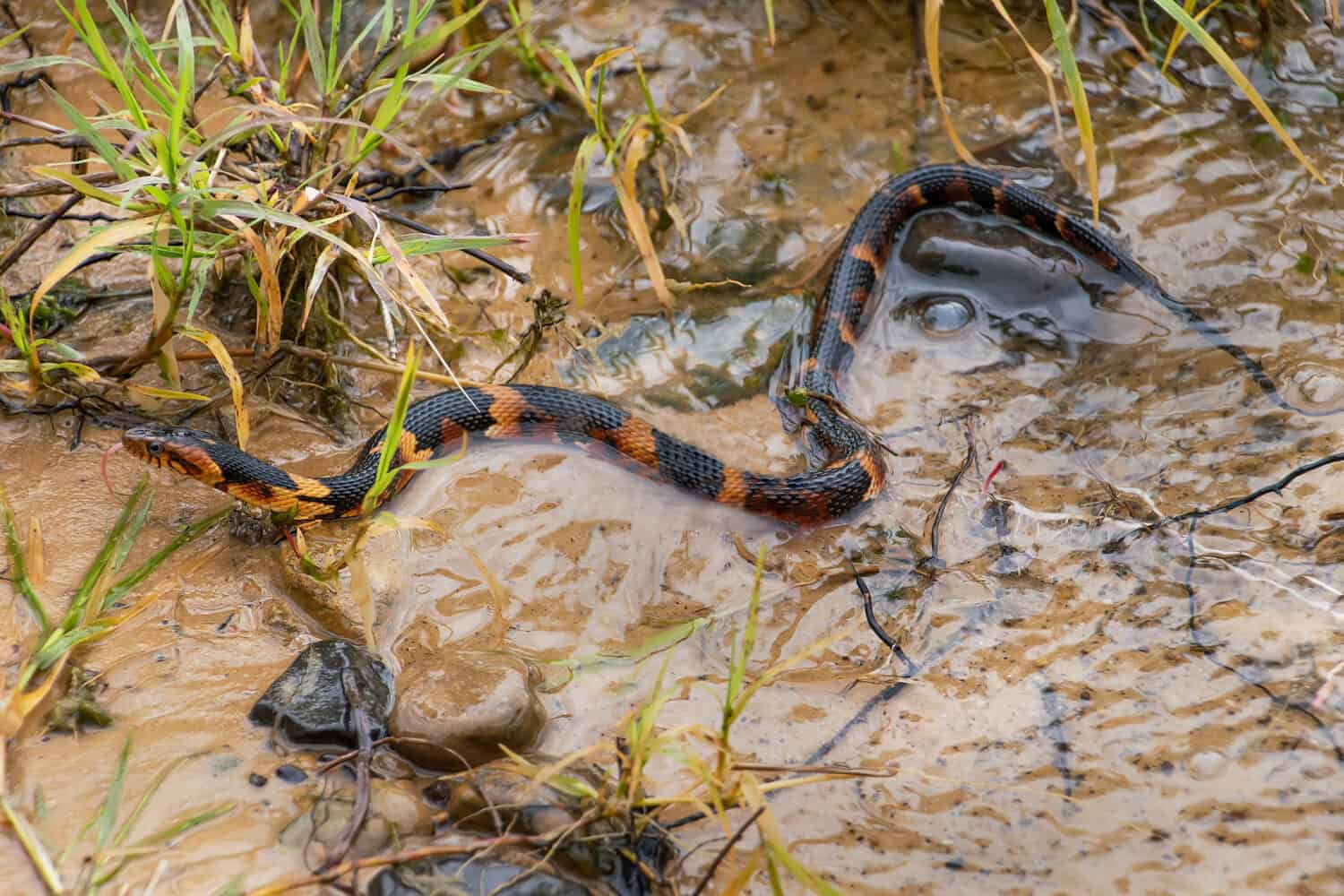 Broad-banded water snake also know as the broadband water snake