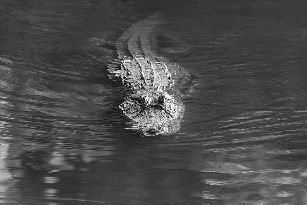 A closeup grayscale of an alligator in the water