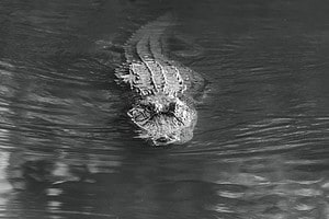 Are There Alligators in Virginia? Picture