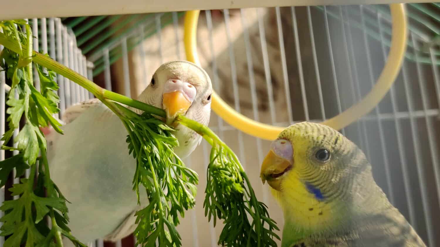 Budgerigar couple with smart pose