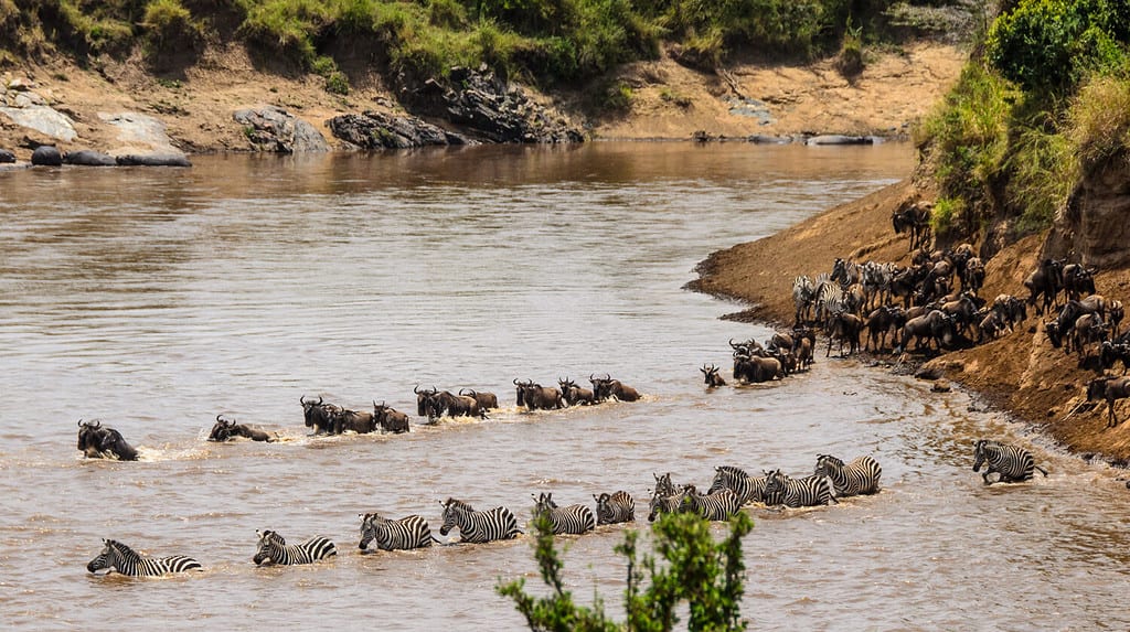 Animals crossing the Mara River during the Great Migration between Tanzania and Kenya