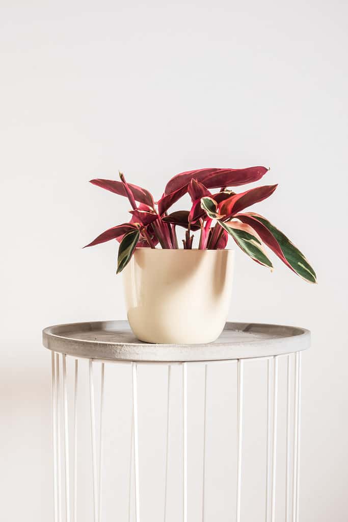 Stromanthe Triostar in a beige glossy decorative pot. Trending pink variegated prayer plant