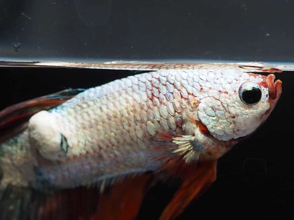 Healthy Betta Fish vs. Unhealthy: 10 Warnings Signs - A-Z Animals