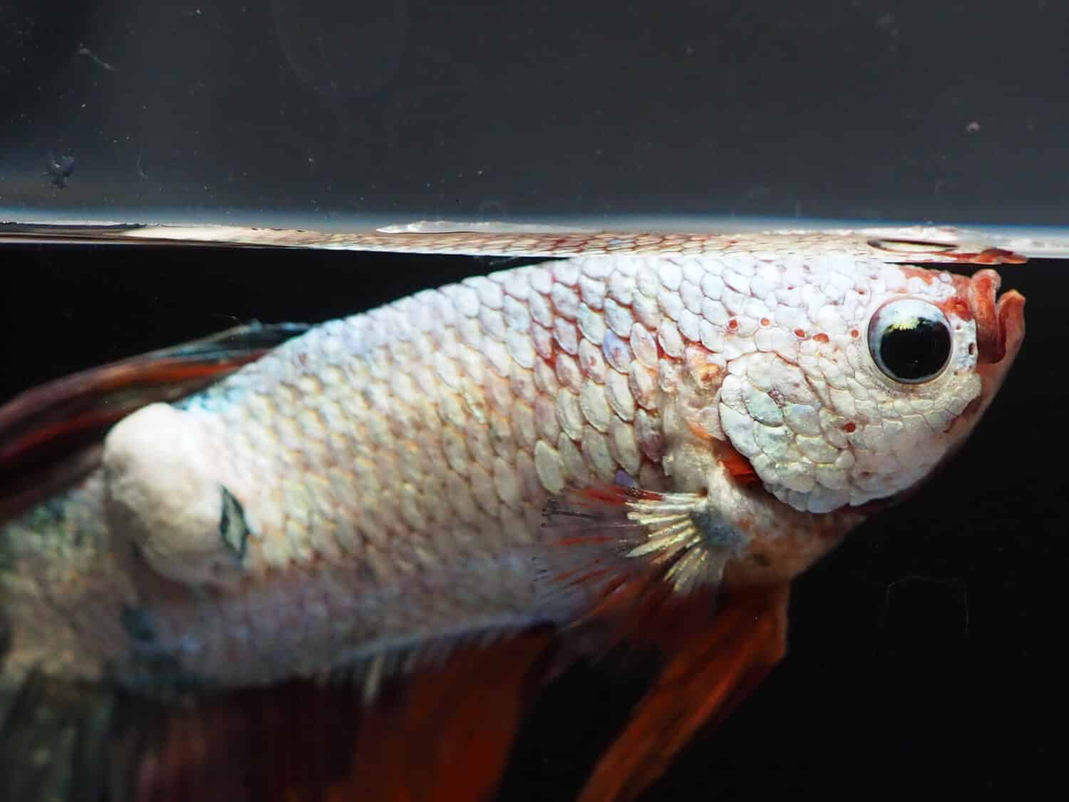 close up and selective focus on skin disease or  Infeksi Jamur Kulit Ikan Cupang or The fungus infection on the skin of Betta fish, the appearance of white patches just like a lump of cotton