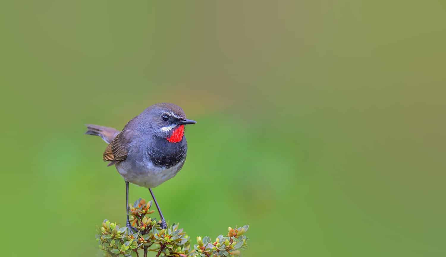 White-tailed Rubythroat foraging in the woods