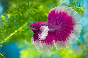 Betta Fish Prices 2023: Purchase Cost, Supplies, Food, and More! Picture