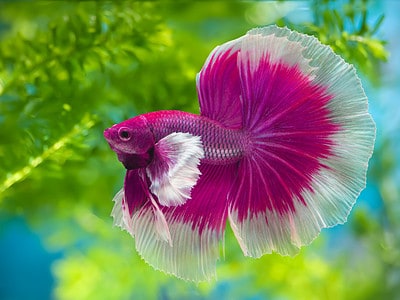 A Discover the 20 Rarest and Most Unique Betta Fish Colors