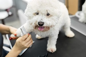 Bichon Frise Prices in 2024: Purchase Cost, Vet Bills, and More! Picture
