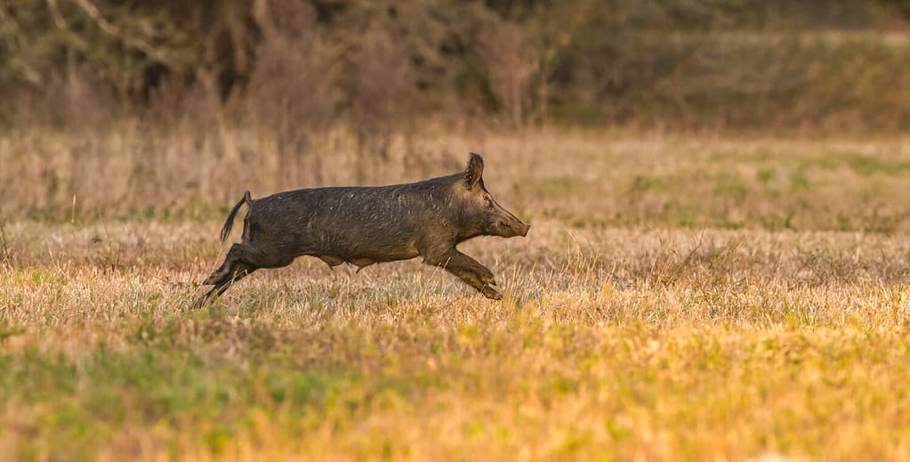large wild feral hog, pig or swine (sus scrofa) sow running in an open field in central Florida, in evening yellow light, dry grass background, nuisance animal, destructive, apparent mother