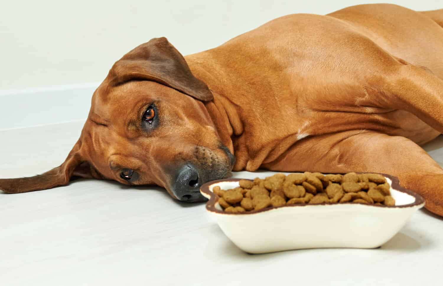 Sick or sad Rhodesian ridgeback dog lying on the floor next to bowl full of dry food and refuse to eat, no appetite