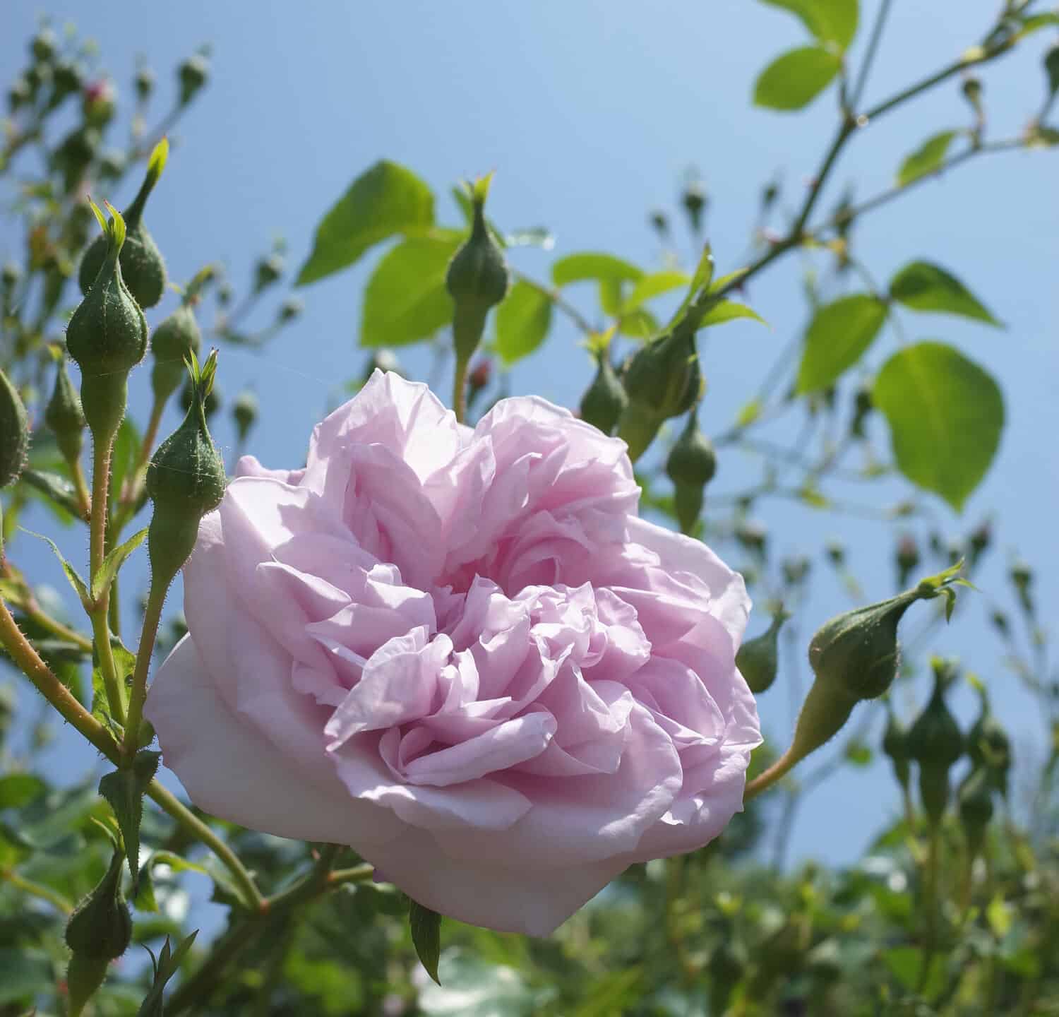 Light Pink Flower of Rose 'May Queen' in Full Bloom