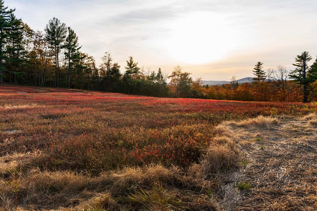 Meet The 6 Largest Land Owners In Maine - A-Z Animals