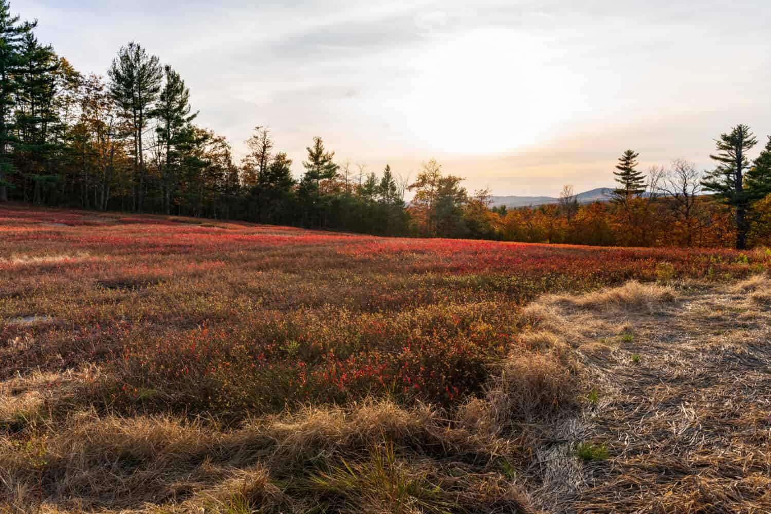 A blueberry farm in Maine at sunset. 