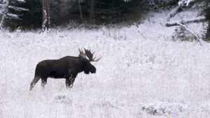 Nature Camera Catches Bull Moose Dancing in the Fresh Snow photo