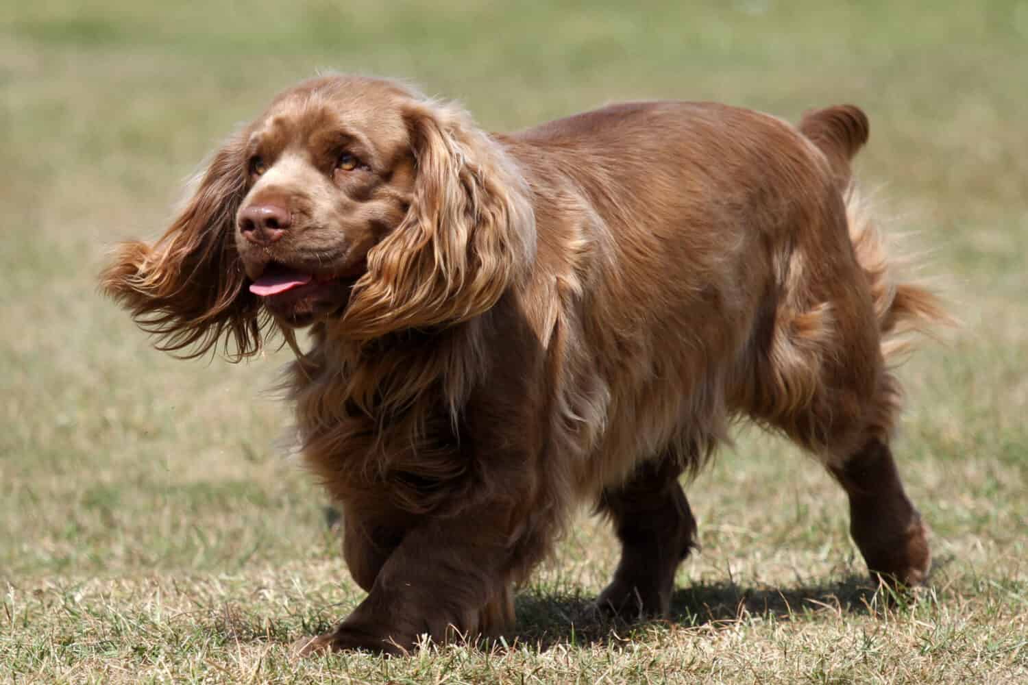 A Sussex Spaniel on grass