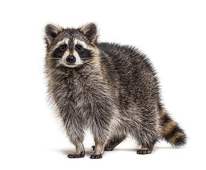 10 Natural Raccoon Predators: What Eats Raccoons? Picture