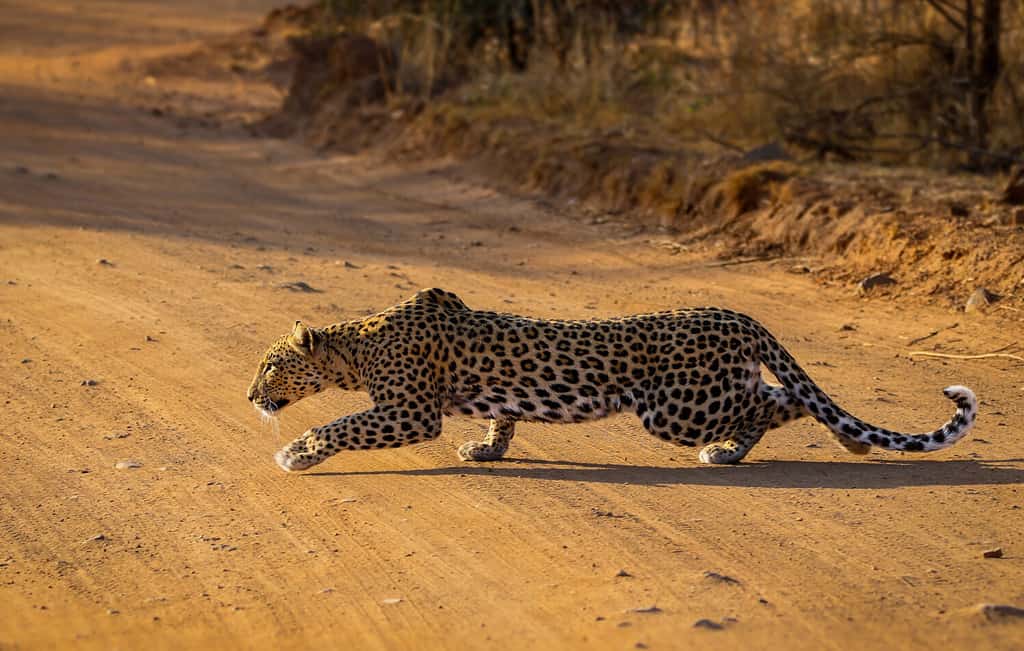 Leopard stalking a herd of Impalas