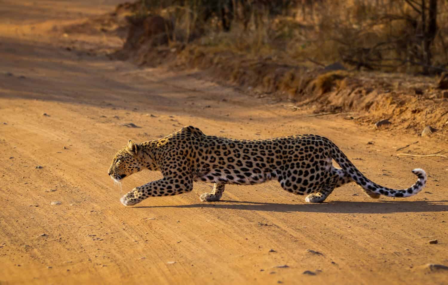 Leopard stalking a herd of wildebeests