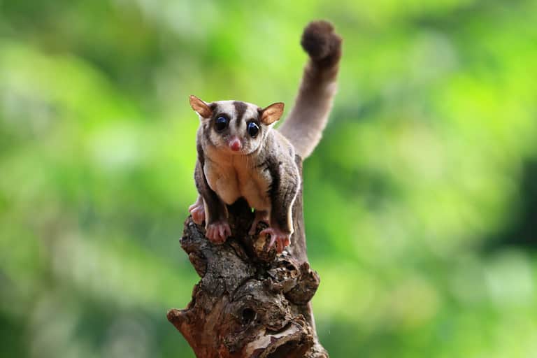 Cute face sugar glider on wood, sugar glider closeup, sugar glider climbing on wood