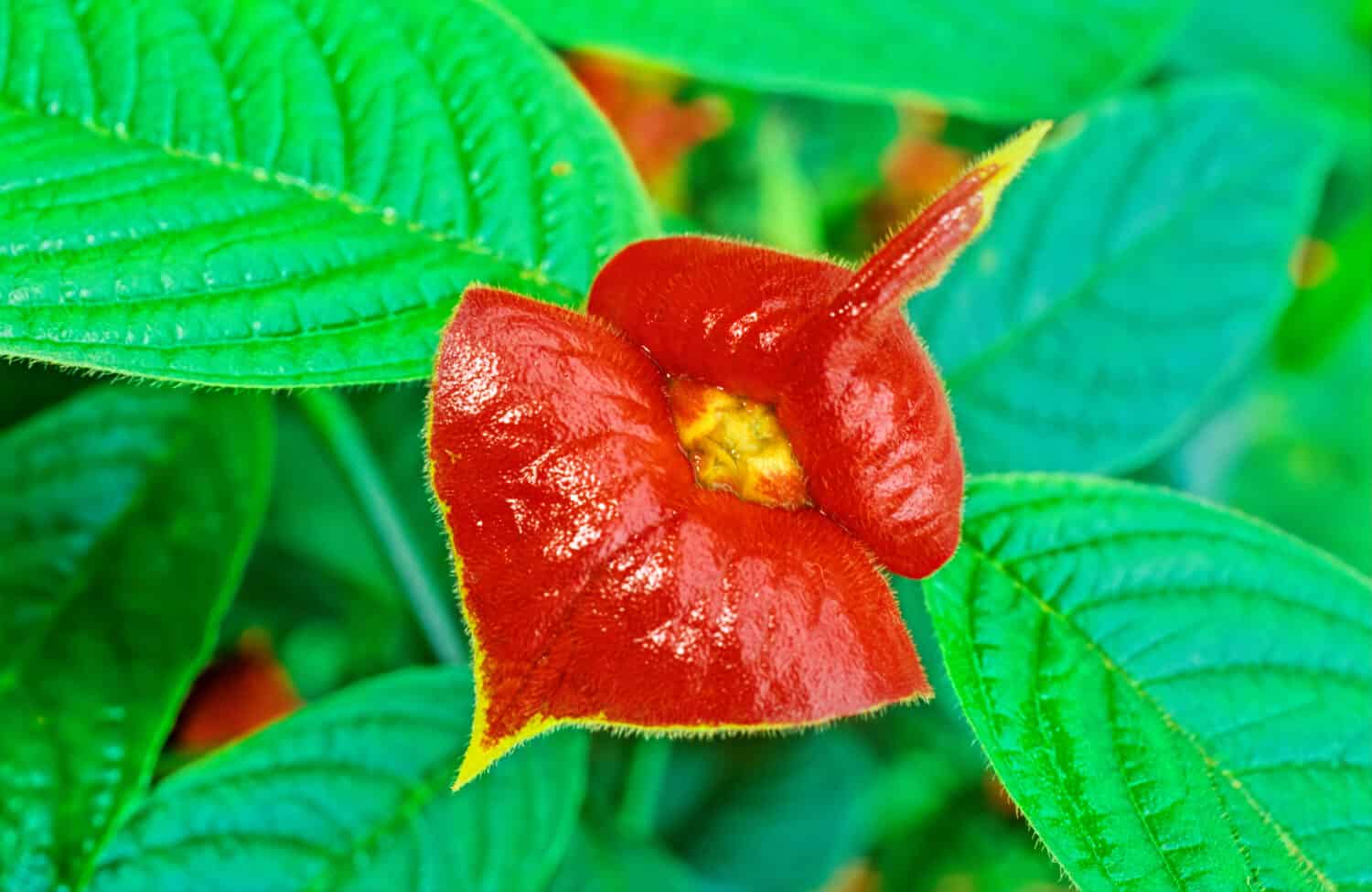 Palicourea elata, formerly Psychotria elata, commonly known as girlfriend kiss. Research in the Cloud Forest of Central America with Lessons from Maderas Volcano, Ometepe, Nicaragua