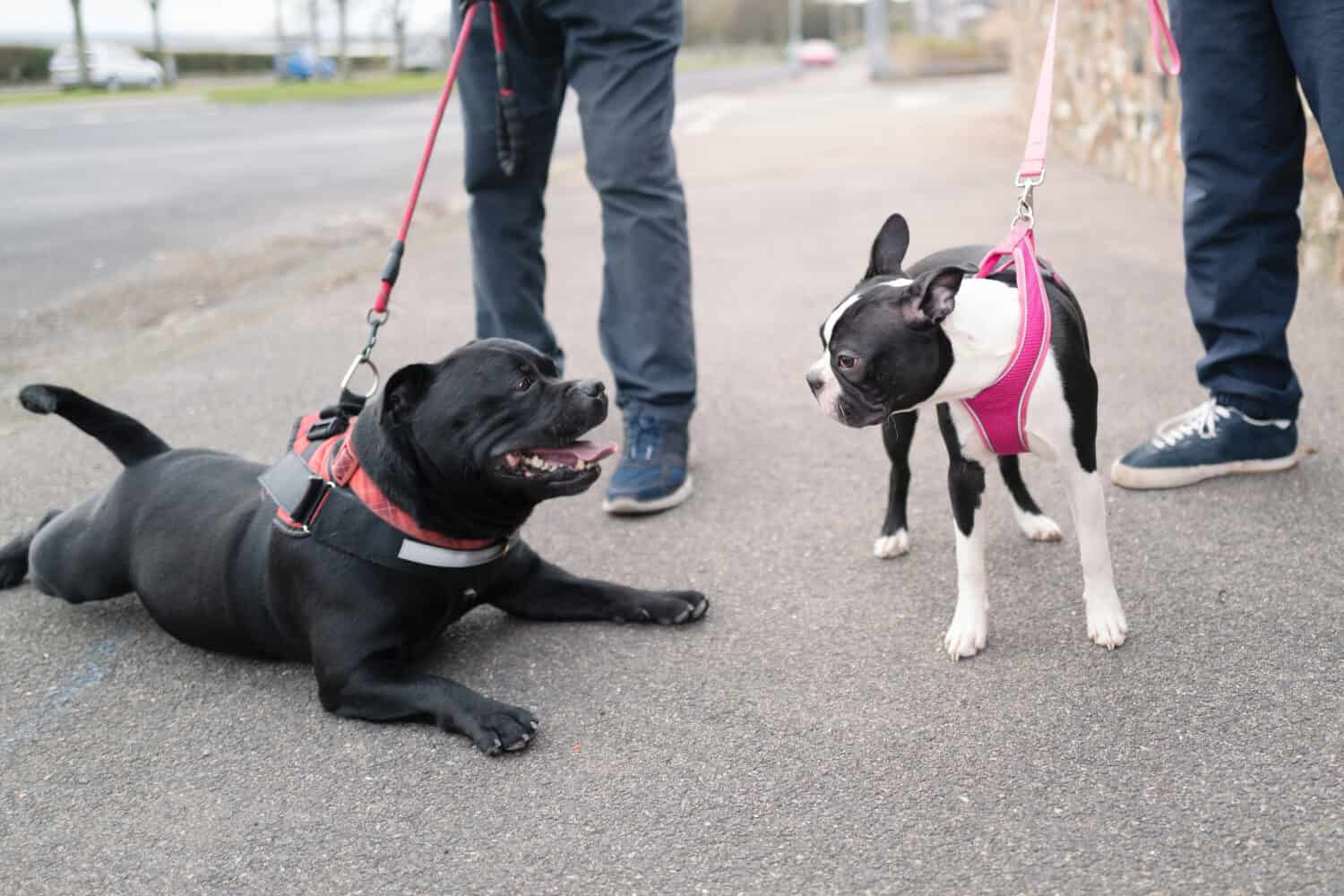 A Boston Terrier dog meeting another dog. 