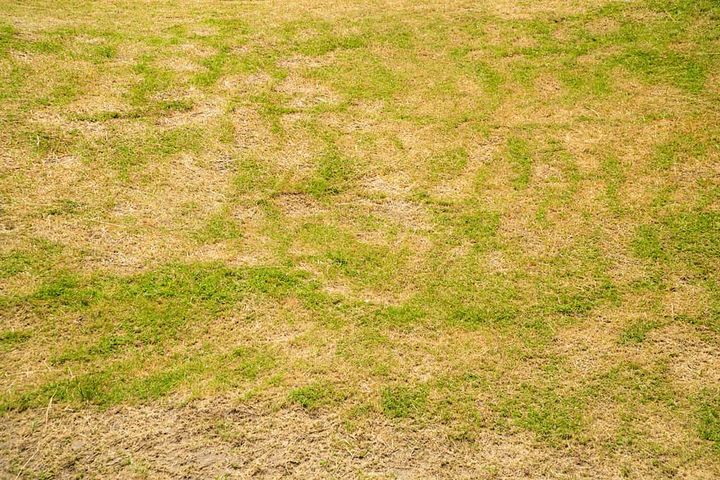 Dead grass of the nature background. a patch is caused by the destruction of fungus. Rhizoctonia Solani grass leaf change from green to dead brown in a circle lawn texture background dead dry grass.