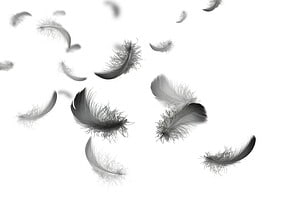 The Spiritual Meaning and Symbolism of White Feathers Picture
