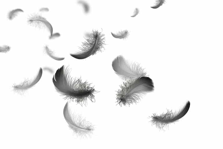 Abstract. Group of Soft and Light Black Feathers Floating in The Air. Feather Isolated on White Background.