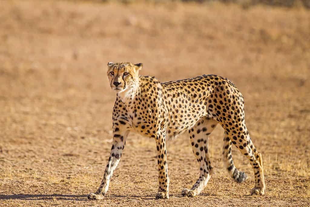 Cheetah Male walking along the riverbed in the Kgalagadi Transfrontier Park