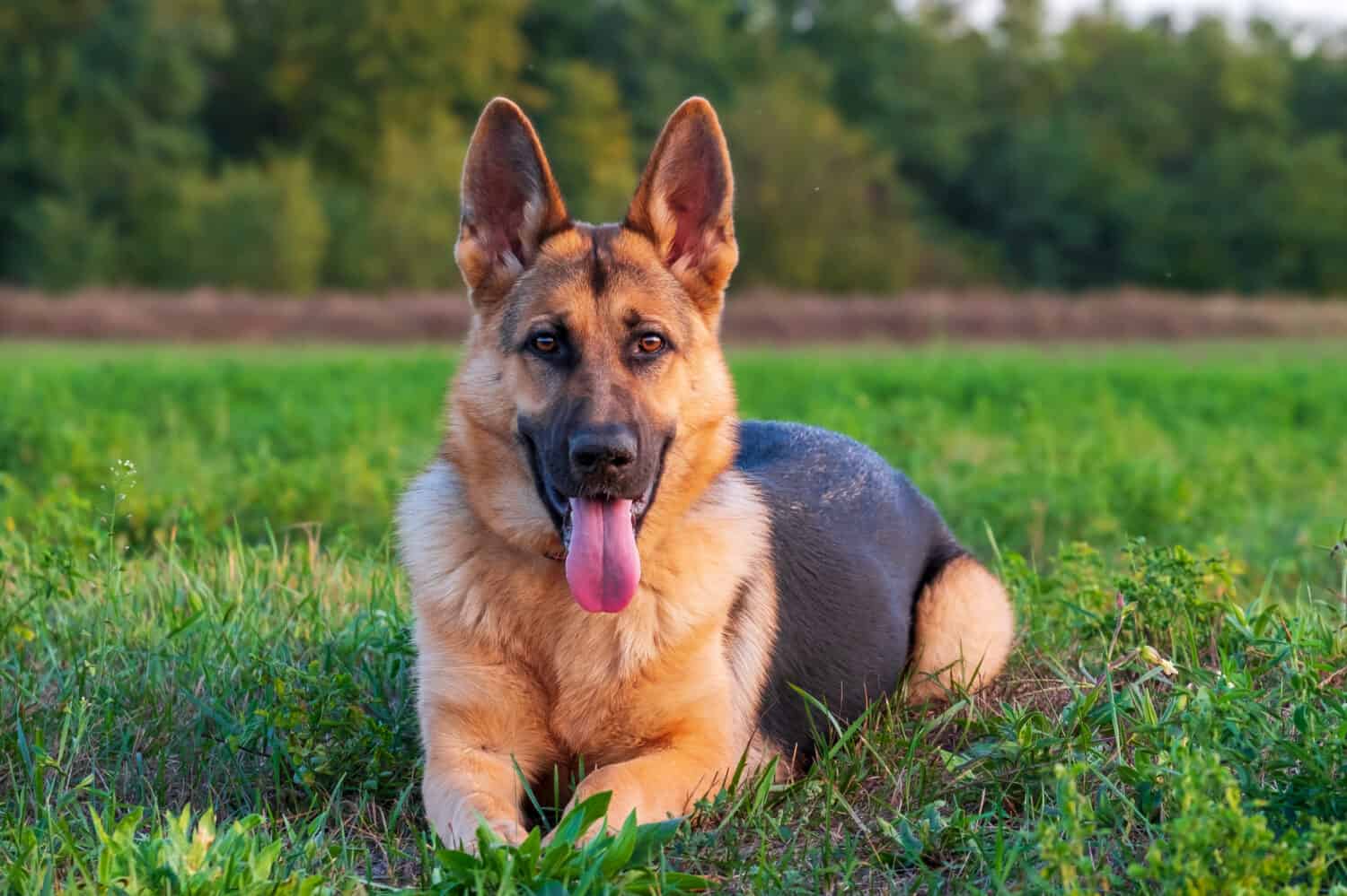 DM is another debilitating and common German shepherd health problem that gets worse with age. 