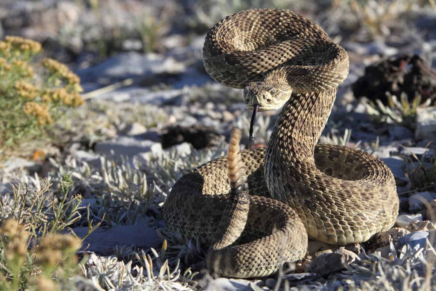 A rattlesnake poised to strike.